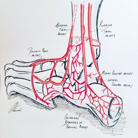 Hand-drawn angiosome map of the foot